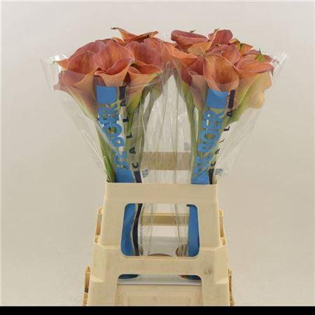 Zantedeschia 'Sunset Passion'