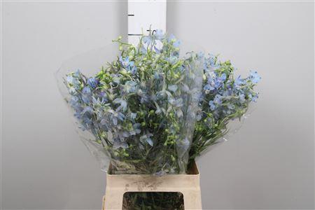 Delphinium Belladonna Grp enkelbloemig 'Ballkleid'