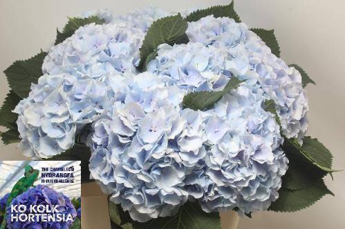 Hydrangea macrophylla 'Verena' (blauw)