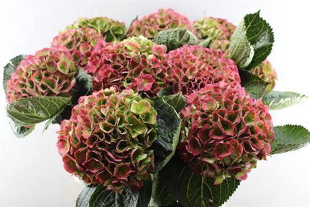 Hydrangea macrophylla Magical Opal (classic)