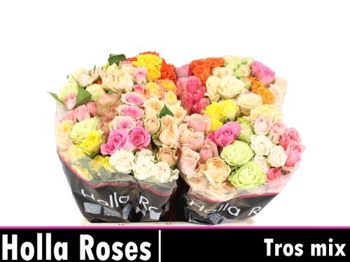 Rosa tros overig