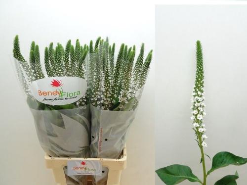 Lysimachia Moonlight