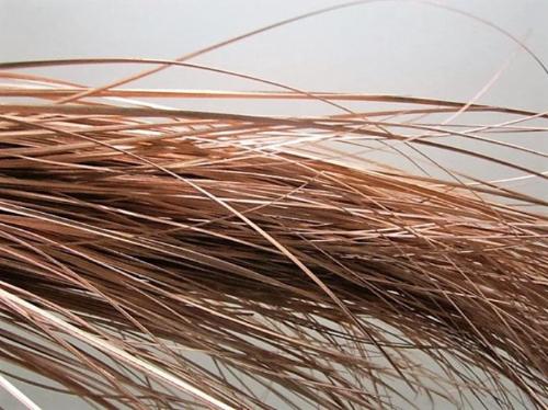 Xerophyllum tenax Beargrass kleurbehandeld per bos H%