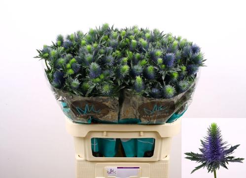 Eryngium Supernova Questar