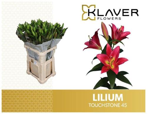 Lilium (OT-hybrids Grp) 'Touchstone'