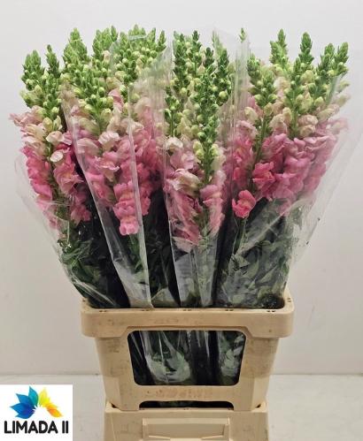 Antirrhinum majus 'Potomac Rose'