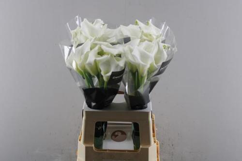 Zantedeschia 'Crystal Blush'