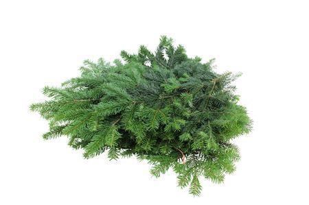 Abies nordmanniana per bos
