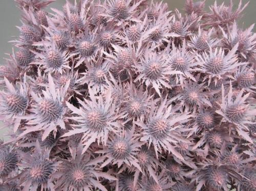 Eryngium planum kleurbehandeld H%