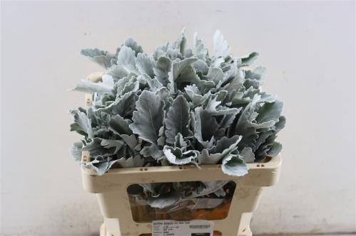 Senecio cineraria 'New Look'