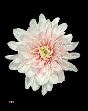 Chrysanthemum Indicum Grp tros kas kleurbehandeld H%