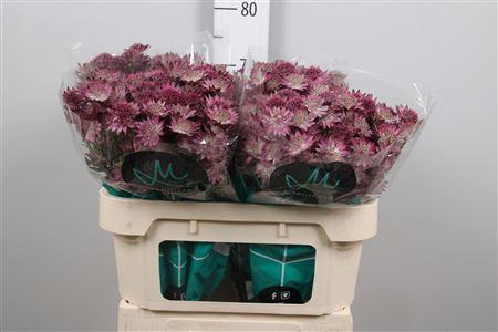 Astrantia major 'Roma'