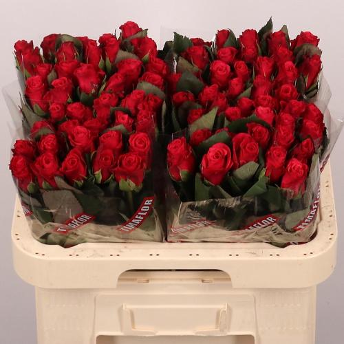 Rosa grootbloemig Tacazzi+