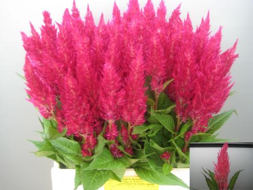 Celosia Plumosa Grp 'Royal Pink'