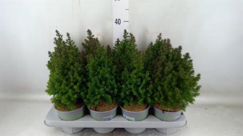 Chamaecyparis thyoides 'Top Point'