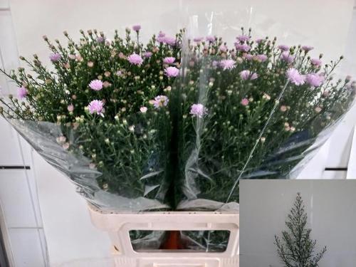 Aster Universum Grp 'Claudia'