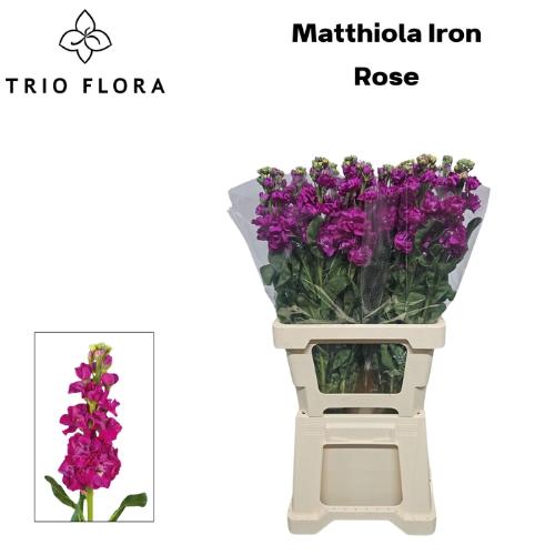 Matthiola incana 'Iron Rose'