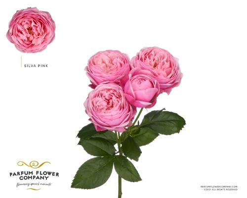 Rosa tros Silva Pink+