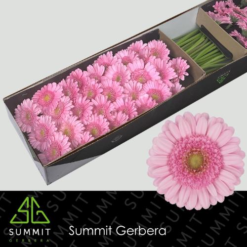 Gerbera mini Andrina+