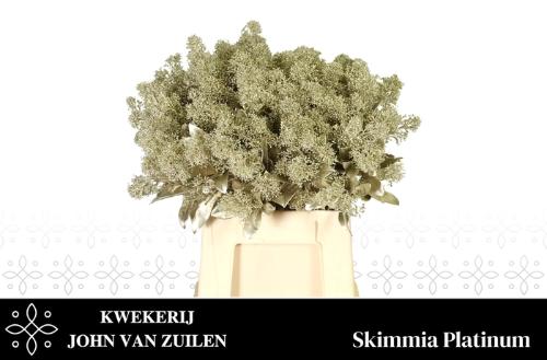 Skimmia per bos overig kleurbehandeld H%