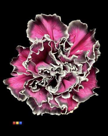 Dianthus standaard kleurbehandeld H%