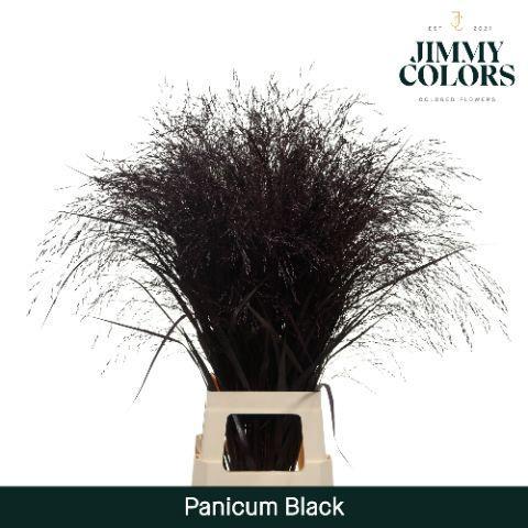 Siergras kleurbehandeld H%