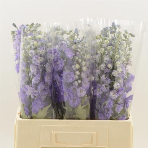 Delphinium dubbelbloemig (Elatum Grp) Dev Purple Heart
