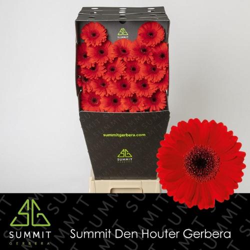 Gerbera mini Suri