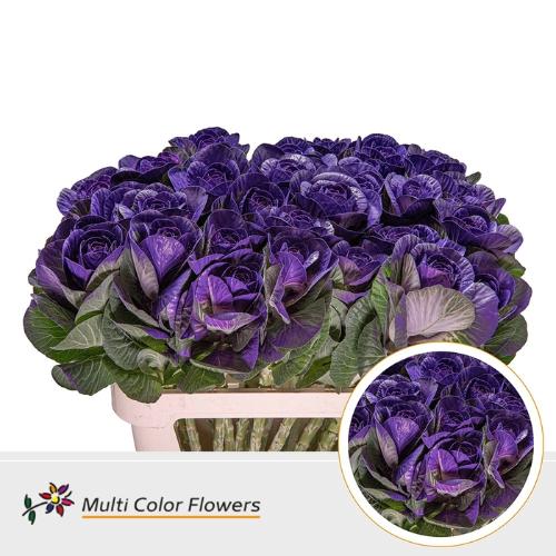 Brassica oleracea kleurbehandeld H%