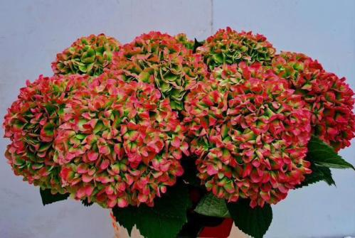 Hydrangea macrophylla 'Ivoor' (classic)