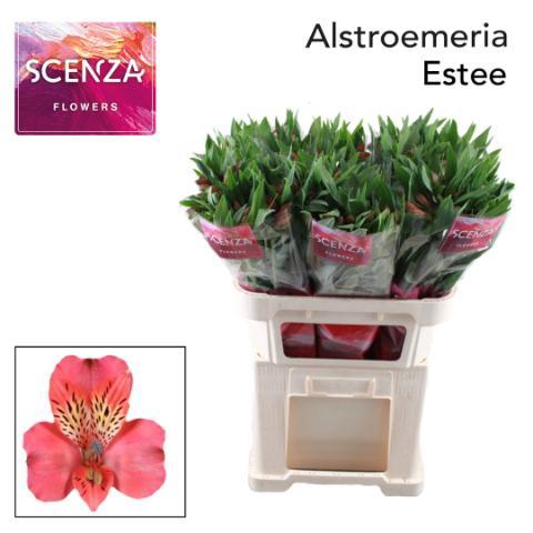 Alstroemeria Estee
