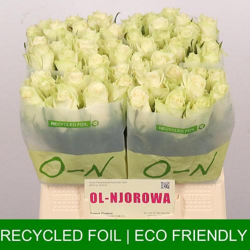 Rosa grootbloemig Athena