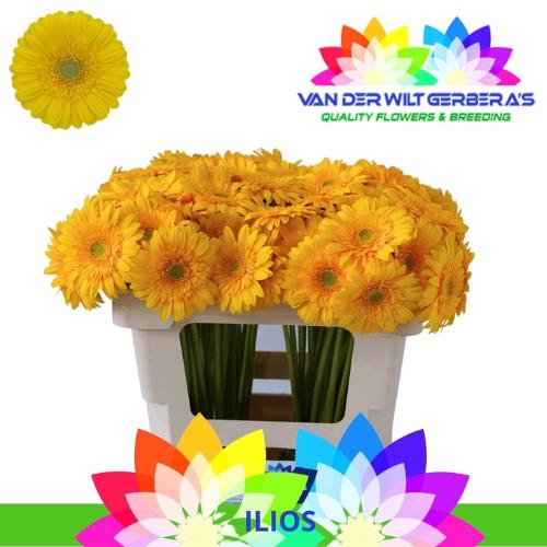 Gerbera mini Ilios