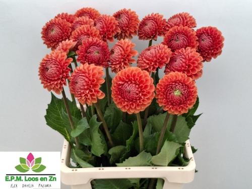 Dahlia 'Cornel Bronze'