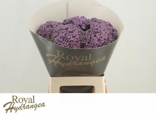 Hydrangea overig kleurbehandeld H%