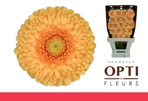 Gerbera mini bolvormig Pomponi Bunny