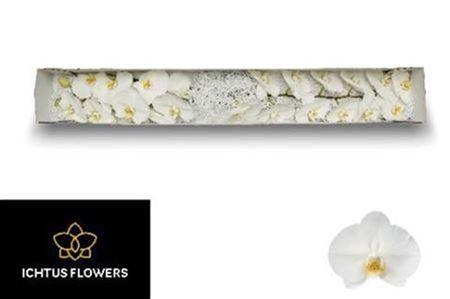 Phalaenopsis per bloem Kobe