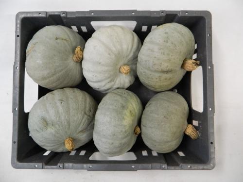 Cucurbita overig