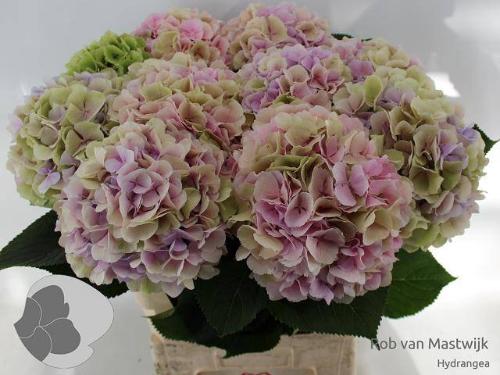 Hydrangea macrophylla 'Verena' (blauw classic)