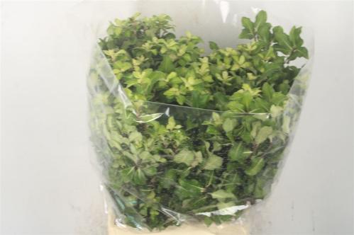 Pittosporum per bos