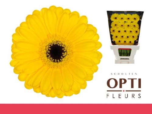 Gerbera mini 'Pacman'