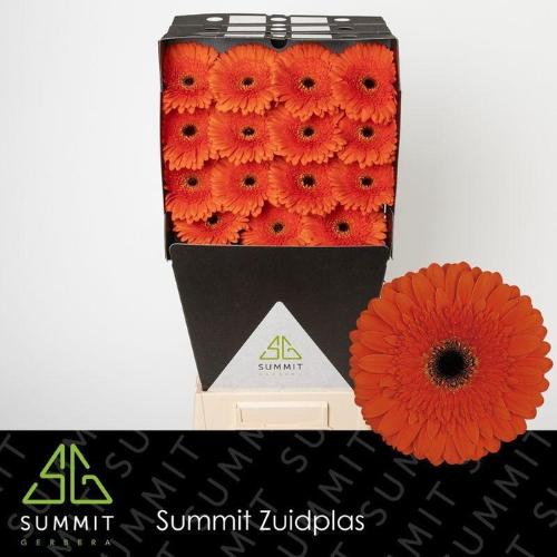 Gerbera grootbloemig 'Candela'