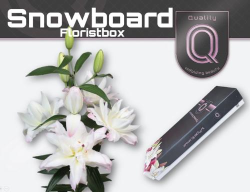 Lilium Oriental Grp 'Snowboard'