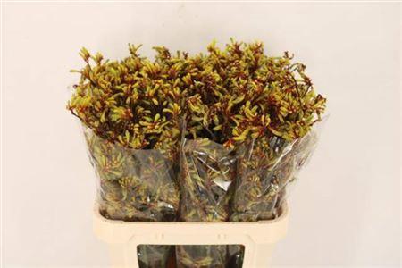 Anigozanthos Bush Pioneer