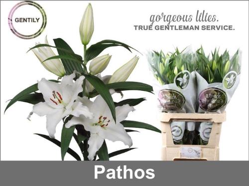Lilium Oriental Grp 'Pathos'