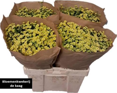 Tanacetum parthenium 'Amazone'