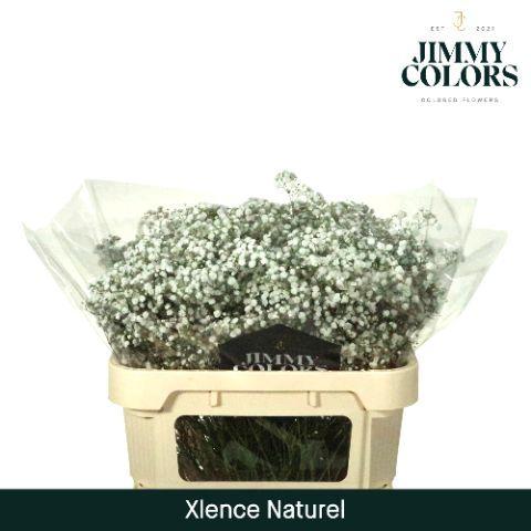 Gypsophila paniculata Xlence