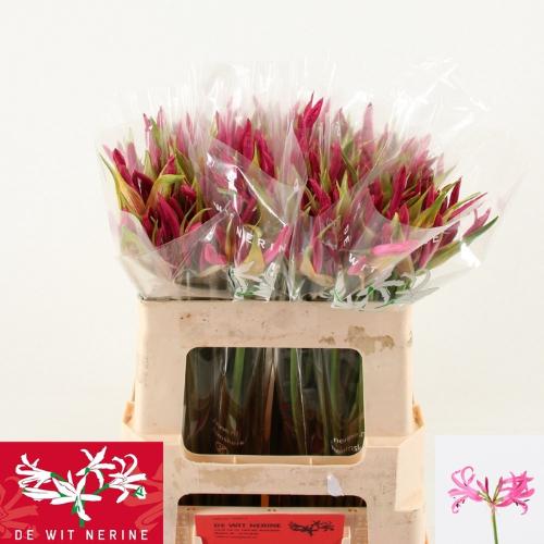Nerine Bowdenii Grp 'Ras van Roon'