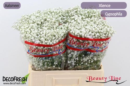 Gypsophila paniculata Xlence