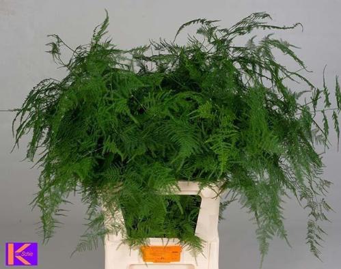 Asparagus setaceus overig